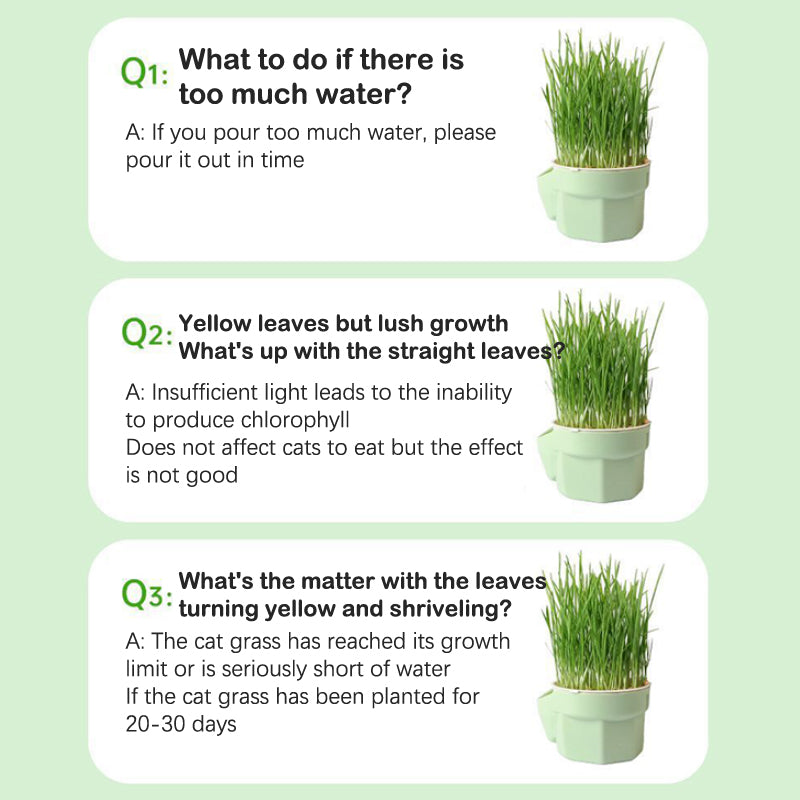 Cat Grass Planting Hydroponic Pot